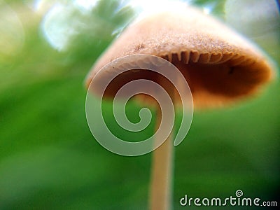 Defocused small grey mushrooms macro photo in the natural forest for mystical fairytale background Stock Photo