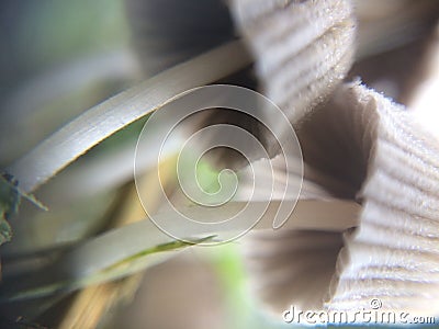 Defocused grey mushrooms macro photo in the natural forest for mystical fairytale background Stock Photo