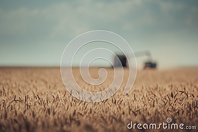 Defocused view of Combine harvester agriculture machine harvesting golden ripe wheat field Stock Photo