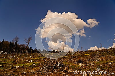 Deforestation Stock Photo