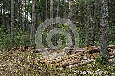 Deforestation concept. Stumps, logs and branches of tree after cutting down forest Stock Photo