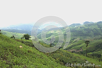 The deforestation for cultivation of agriculture on the mountain Stock Photo
