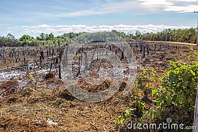 Deforestation: cut trees and burnt down forest in favor of agriculture, slash and burn tactics, as seen in the amazon jungle and Stock Photo