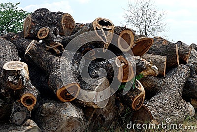 Deforestation, Cutted trees from the forest in Asia. Stock Photo