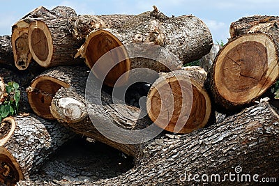 Deforestation, Cutted trees from the forest in Asia. Stock Photo