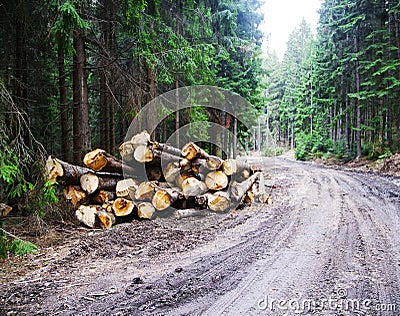 Deforestation.Cutted trees on the side of the forest road Stock Photo