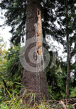 Deforestation due to bark beetle calamity, natural woodpecker protection has failed and mining machines must board harvesters and Stock Photo