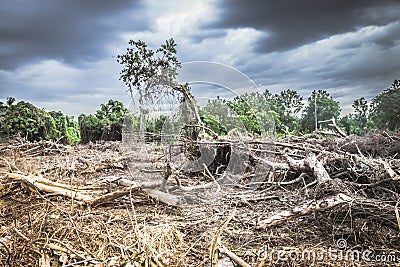 Vanishing Paradise: Devastation of a Tropical Rainforest Stock Photo