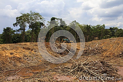 Deforestation environmental problem Editorial Stock Photo