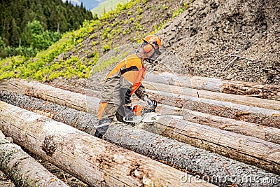 Deforestation, forest cutting concept. Woodcutter lumberjack is man chainsaw tree. Lumberman work wirh chainsaw in Stock Photo