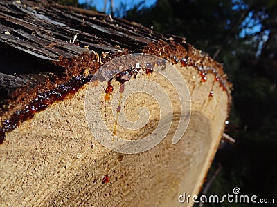 Deforestation and leaking sap, cut trees Stock Photo