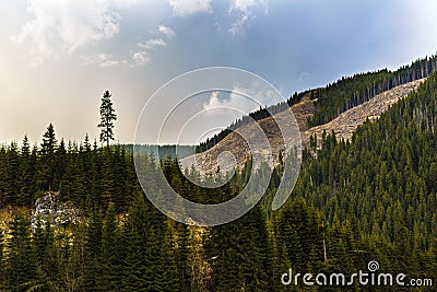 Deforestation in Romania, in an abusive way, cutting down whole Stock Photo