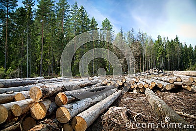 Deforestation in rural areas. Timber harvesting. Stock Photo