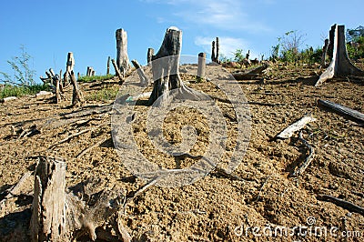 Deforestation, stump, change climate, living environment Stock Photo