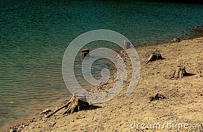 Deforestation. Stump of tree after cutting forest Stock Photo