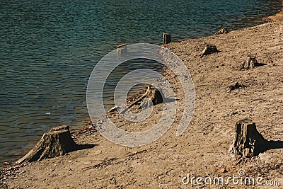 Deforestation. Stump of tree after cutting forest Stock Photo