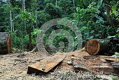 Deforestation: tree cut down and jungle or tropical forest in the background Stock Photo