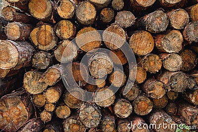 Deforestation. Tree cutting. Removal of trees for urban development. Stock Photo