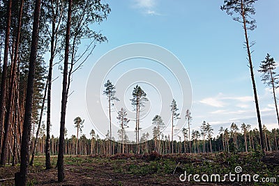 Deforestation. Tree cutting. Removal of trees for urban development. Stock Photo