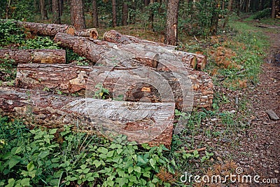 Deforestation. Tree cutting. Removal of trees for urban development. Stock Photo