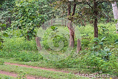 Deforestation Tree Felling Stock Photo