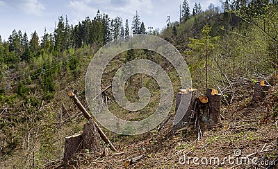 Deforestation, tree stump, cut pine Stock Photo