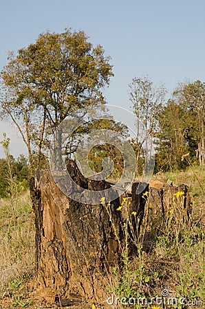Deforestation tree stumps Stock Photo