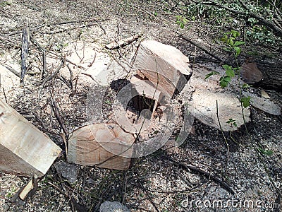 The destruction of trees and shrubs in the conservation area of the river Navorski in the construction of the North-West Expresswa Stock Photo