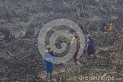 Deforestation- women walking among charred forest cut trees dead Editorial Stock Photo