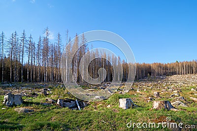 deforested forest near Schierke in the Harz National Park in Germany Stock Photo