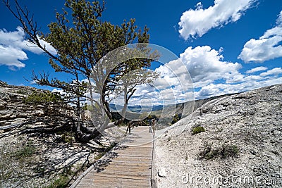 Deformed tree along boardwalks in the Upper Terraces of Mammoth Hot Springs geothermal area of Yellowstone National Park Wyoming Stock Photo