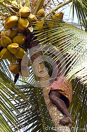 Deft indian man picking coconut Stock Photo