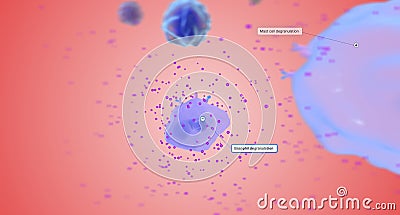 Degranulation of Mast cells and Basophils Stock Photo