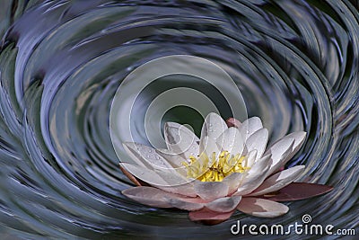 Degree 360 , polar panorama of lotus in water Stock Photo