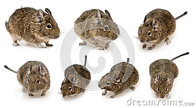 Degu Stock Photo