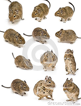 Degu Stock Photo