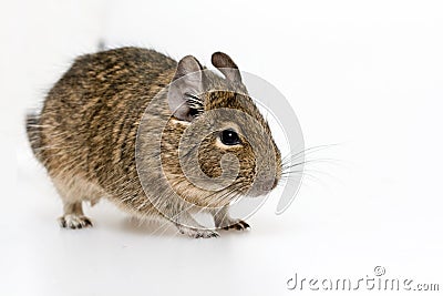 Degu Stock Photo