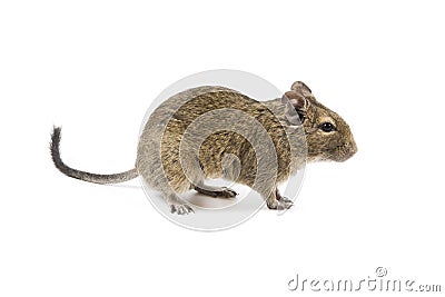 Degu Stock Photo