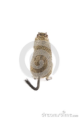 Degu Stock Photo