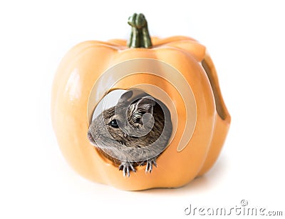 Degu hides in a pumpkin house, closeup Stock Photo