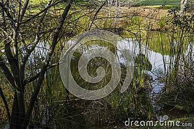 Blue sky, green trees and streams of water. Stock Photo