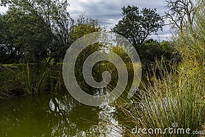 Blue sky, green trees and streams of water. Stock Photo