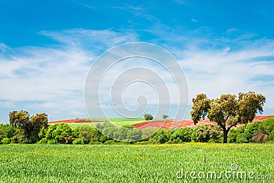 Dehesa of Extremadura Stock Photo