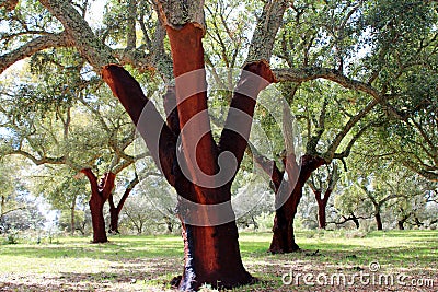 Dehesa Extremadura, cork oak without cork in spring Stock Photo