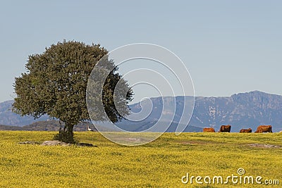 Dehesa, Extremadura (Spain) Stock Photo