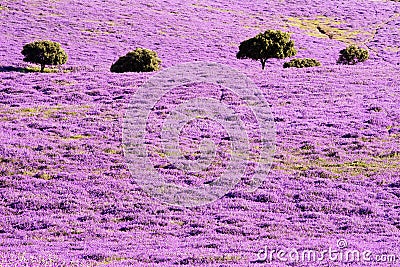 Dehesa Extremadura with wild lavender oaks in spring Stock Photo