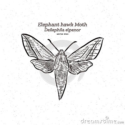 Deilephila elpenor, the elephant hawk moth, vector Vector Illustration