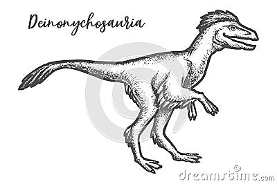 Deinonychosauria dinosaur sketch. Dino etching vector illustration Vector Illustration