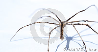 The Deinopis subrufa also called the rufous net-casting spider is a species of spiders in Australia. Stock Photo