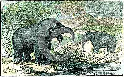 Deinotherium and mastodon of Miocene period, vintage engraving Cartoon Illustration